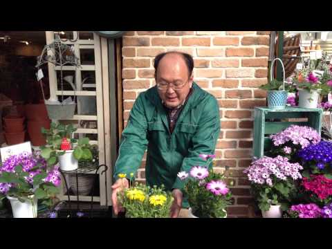 園芸 ケープデイジー、レインマリーゴールド、ディモルフォテカ