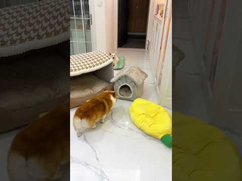 Dog Can’t Fit In His House