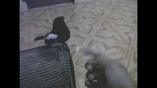 Download lagu Suara kicau Burung Kacer Yang Gacor dan Jinak mp3 Download lagu Suara kicau Burung Kacer Yang Gacor dan Jinak mp3