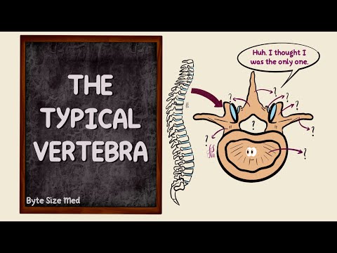 The Typical Vertebra | Parts | The Vertebral Column | Bones | Osteology | Anatomy Doodles