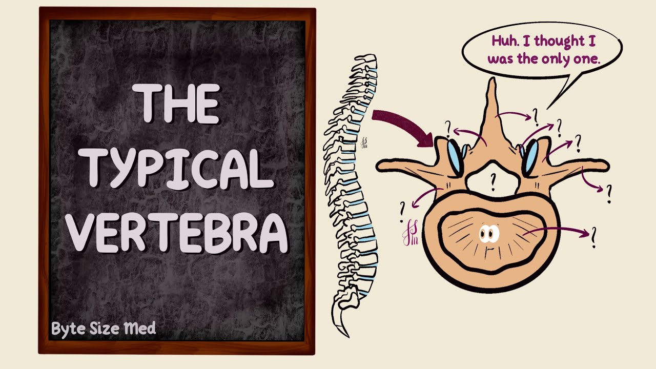 The Typical Vertebra | Parts | The Vertebral Column | Bones | Osteology | Anatomy Doodles