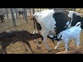 Tirando Leite Das Vacas No Curral Pela Manhã Belinha Sempre Presente Seção Mamação
