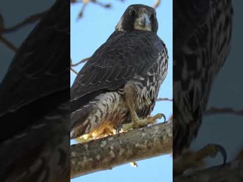 Peregrine Falcon getting scolded by a crow in my WildVancouver   #short #shorts #falcon #peregrine