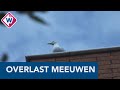 Meeuwen terroriseren Voorhoutse wijk - OMROEP WEST