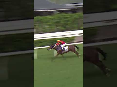 CHARMING STEED | E. C. W. Wong #ECWWong #EWong #Wong #Racing #Sport #Shorts #賽馬短片