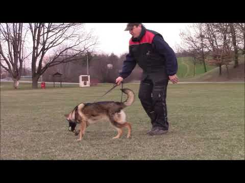 Trixi z Jukasu - obedience - 6 months old