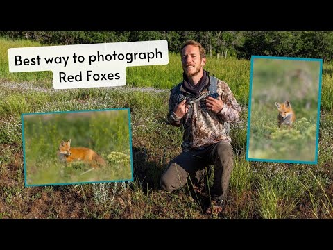 Spring Red Fox dens. The best way to photograph Foxes & wildlife. It keeps me coming back for more!