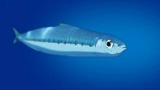 海獣の子供 札幌 موقع ويب حيث يمكنك مشاهدة مقاطع فيديو موسيقية مجانية