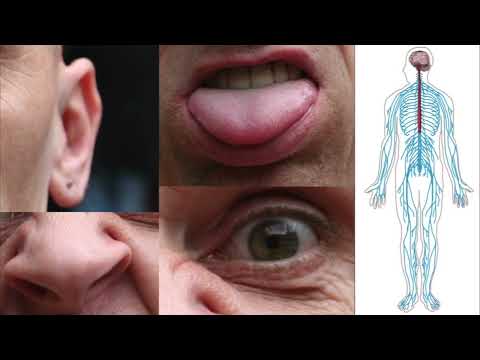 Meester Daan - Het zenuwstelsel