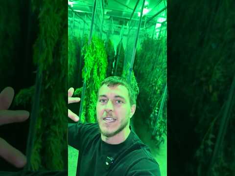 УРОЖАЙ ГОЛУБОЙ МЕЧТЫ 2025 ГОДА