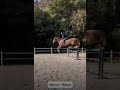 Hongre de 7 ans moyens hors norme