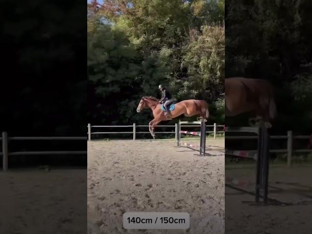 Hongre de 7 ans moyens hors norme