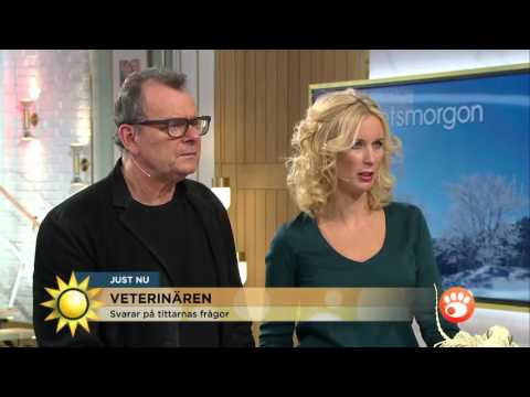 Ryggproblem hos hundar - veterinären svarar på tittarfrågor - Nyhetsmorgon (TV4)