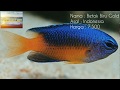 Ikan Hias Laut Yang Populer