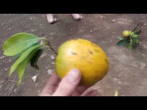 Owoc Kajmito libermedic