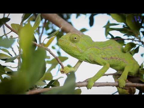 La Málaga Salvaje. La biodiversidad en la provincia de Málaga