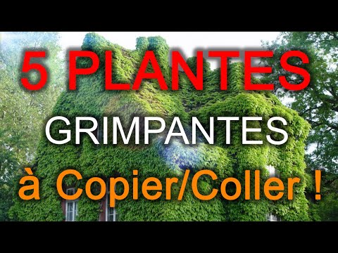 , title : '5 Plantes Grimpantes à Avoir Absolument dans son Jardin !! 😜 (Résistants au Froid) + BONUS'