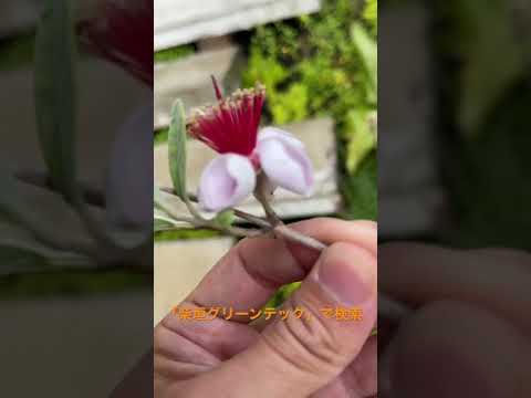 ピンクの忍び寄るセアノーテ: この観賞用低木をどのように栽培し維持するか?  庭園