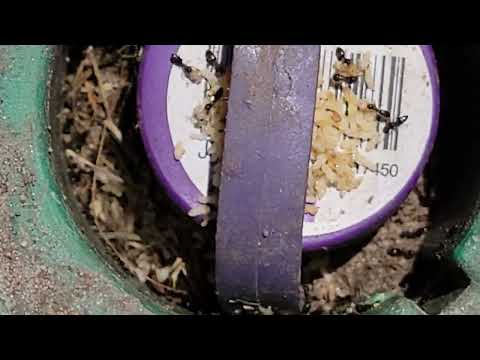 Colony of Ants Found in Our Termite Bait Station in Barnegat, NJ