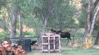 preview picture of video 'Young Bull Moose in Laporte, Colorado'
