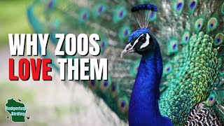 Why does EVERY Zoo Have Peacocks?