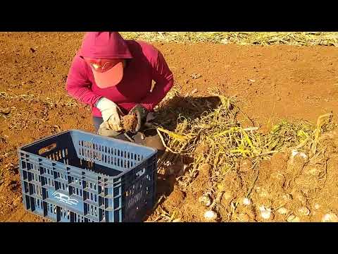 Colheita de alho em santa Juliana Mg 