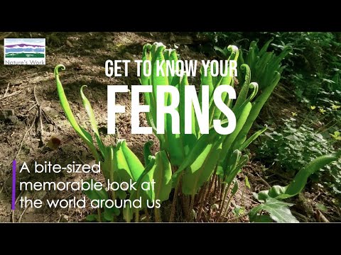 Get to know your ferns