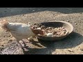 Aseel Murga Breed Aseel Murga Fight Aseel Murga