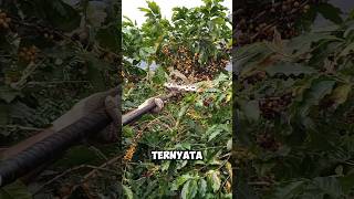 Download lagu Coffee bean harvesting machine. #shorts #viralvideo mp3 Download lagu Coffee bean harvesting machine. #shorts #viralvideo mp3