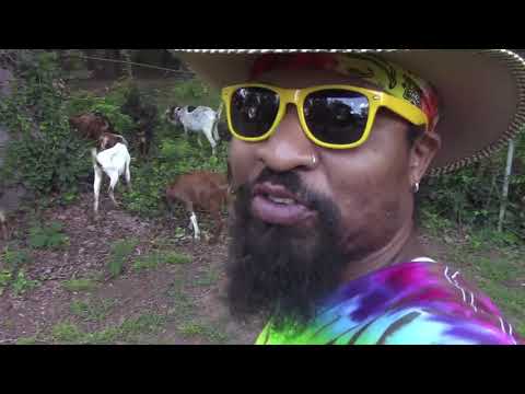 International Lelo "Adeventures of Lelo" Day Day's and Rico's Goats Rental