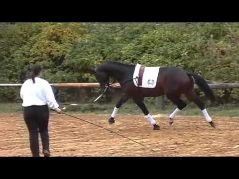 Trakehner Hengstmarkt, Kat Nr  27 Königssohn v Kasimir x Interconti 1