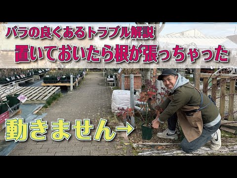 しおれたバラにジャガイモを使って植える：神話か現実か？  庭園