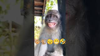 Download lagu monyet lucu tidur kaget langsung senyum #monyet #lucu #funny #monkey mp3 Download lagu monyet lucu tidur kaget langsung senyum #monyet #lucu #funny #monkey mp3