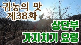 [귀농의 맛]상단부 가지치기 요령