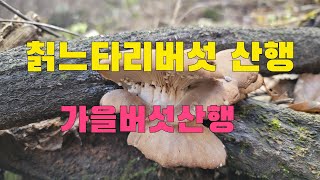 느타리버섯 중 최고로 친 칡느타리버섯산행