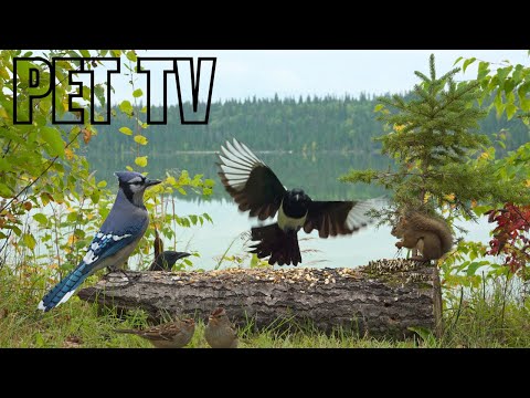 Cat TV • Dog TV - Birds & Squirrels by the Lake 🪺 Relaxing Nature for Dogs, Cats, & People