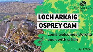 Louis welcomes Dorcha back with fish - Loch Arkaig Osprey Cam