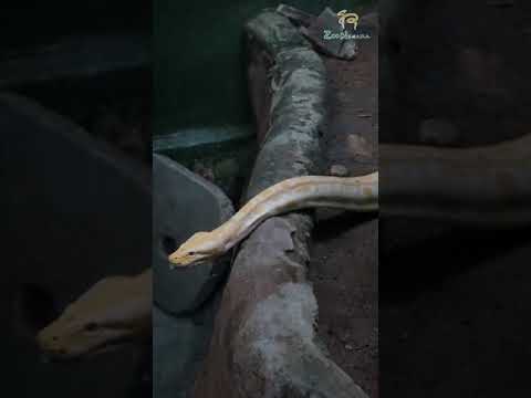 Teacher Iffah #shorts #subscribe