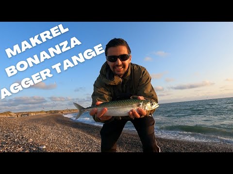 Makrel Bonanza