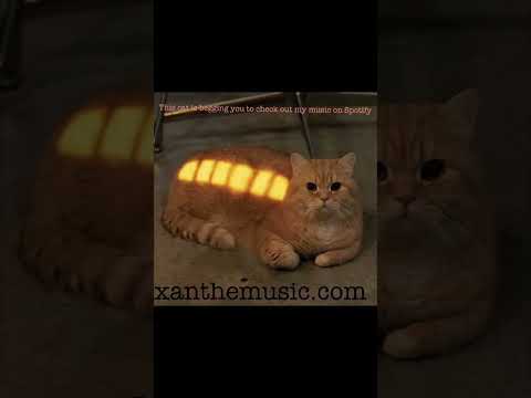 #catsoftiktok #spotifyartist #indiecat #newmusicalert #xanthe #funnycat #supportindie #music