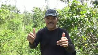 Download lagu menjebak bermacam jenis burung dengan jaring net mp3