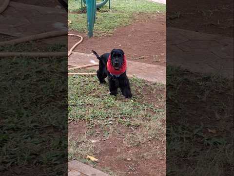 Aggressive Dog Grooming  | But He Don't Want To Come Home  | Prince, World Famous Groomer Here ☠️✂️🚿