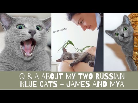 Q&A about my Russian Blue cats - why did we get them & how they has changed us & more| Prettite Life