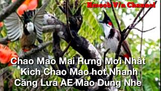 Chào Mào Mái Kích Trống Hiệu Quả Mơi Nhất Chào Mào Mái Kích Trống Hiệu Quả Mơi Nhất
