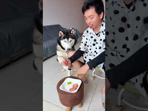 狗：我不是人，你是真的狗！ #萬物可愛計劃 #誰家還沒個傻狗 #斑點狗大戰哈士奇 #萌寵出道計劃