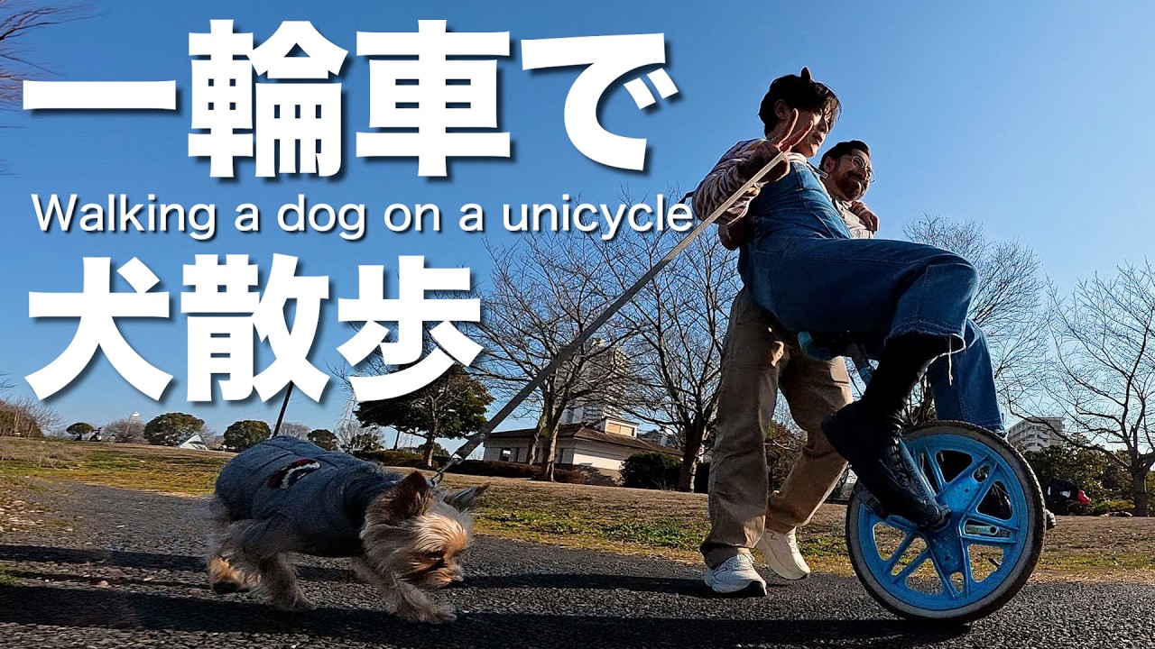 【一輪車で犬散歩】低速で一輪車に乗りながら犬とパパとお散歩♡Walking a dog on a unicycle♡