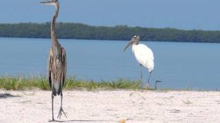 Wood Stork (Mycteria americana) & Great Blue Heron checking out the shores of Tampa Bay