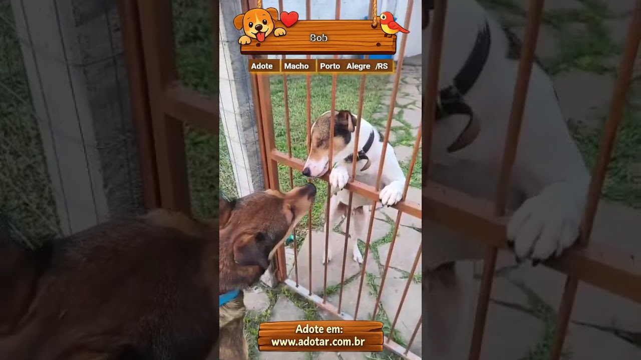 Cachorro raça SRD-ViraLata idade 3 anos nome Bob