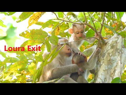 Amazing, ROCKSTAR does not get angry LOURA come to play mom Rozy