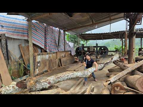 Das Mädchen fällte im Alleingang einen riesigen, uralten Baum – unglaubliche Kettensägenkünste.